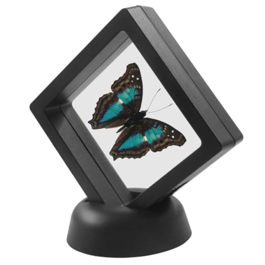 12Pcs 3D Floating Display Case - Collectors Coins Jewelry & Watches Of Smithtown Photos recension och pris